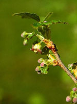 MSA RIBES NIGRUM 50 ML - pharmaonline24.it