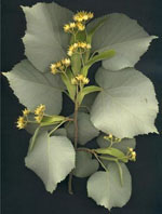 MSA TILIA TOMENTOSA 50 ML - pharmaonline24.it