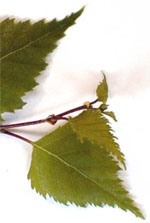 MSA BETULA VERRUCOSA 50 ML - pharmaonline24.it