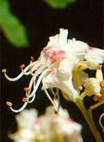 MSA AESCULUS HIPPOCA 50 ML - pharmaonline24.it