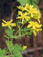 TSA HIPERICUM PERFORATUM 50 ML - pharmaonline24.it