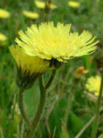 TSA HIERACIUM PILOSELLA 50 ML - pharmaonline24.it
