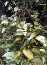 TSA UNCARIA TOMENTOSA 50 ML - pharmaonline24.it