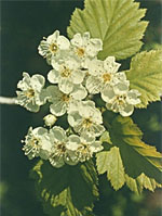 TSA CRATAEGUS OXYCANTHIA 50 ML - pharmaonline24.it