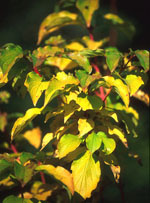 MSA CORNUS SANGUINEA 50 ML - pharmaonline24.it